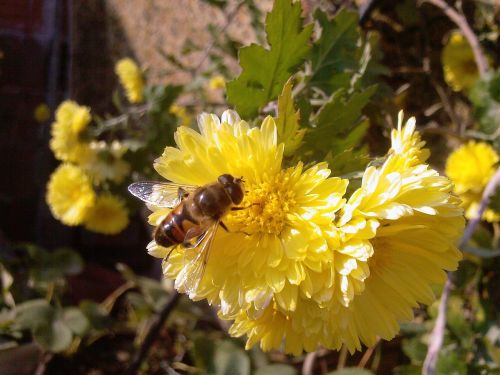 scholarship flower bee