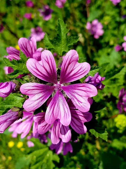 scholarship  flower  plant