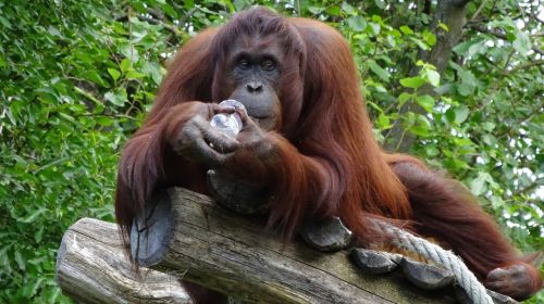 orang-utan monkey schönbrunn tiergarten