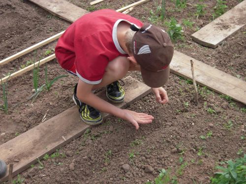 school garden sow students