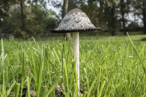 schopf comatus coprinus comatus asparagus mushroom