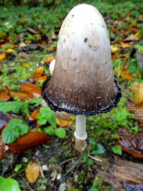 schopf comatus mushrooms mushroom