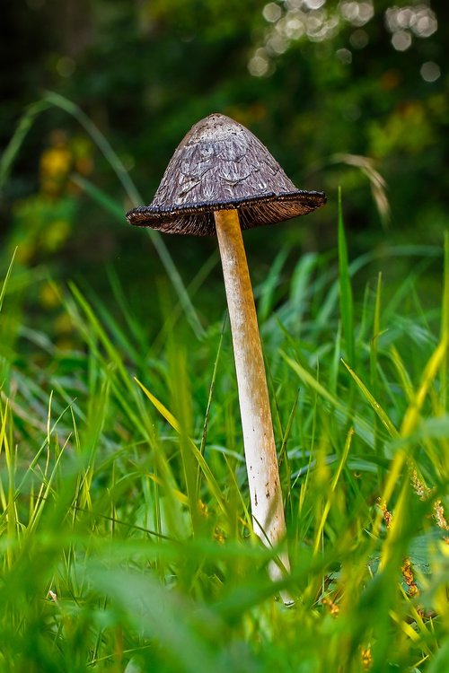 schopf comatus  mushroom  tintenpilz