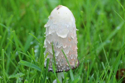 schopf comatus coprinus comatus mushroom