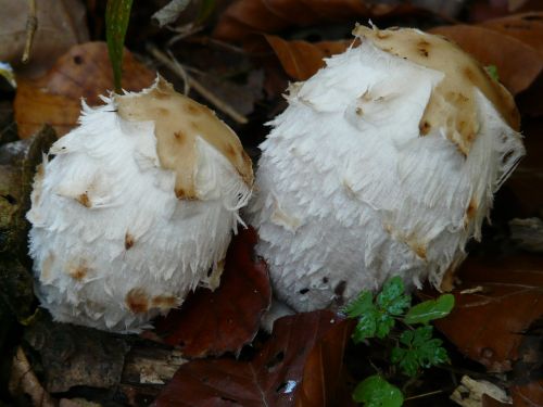 schopf comatus mushrooms coprinus comatus