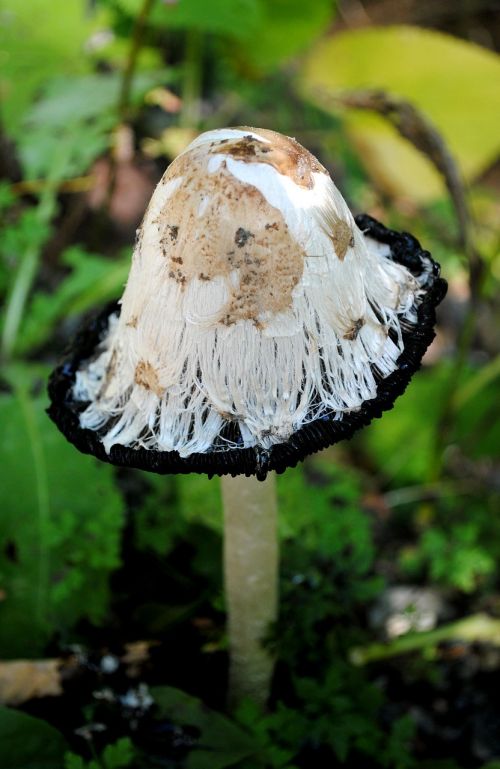 schopf comatus mushrooms mushroom