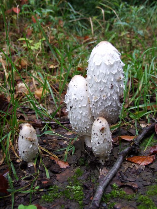 Coprinus Comatus