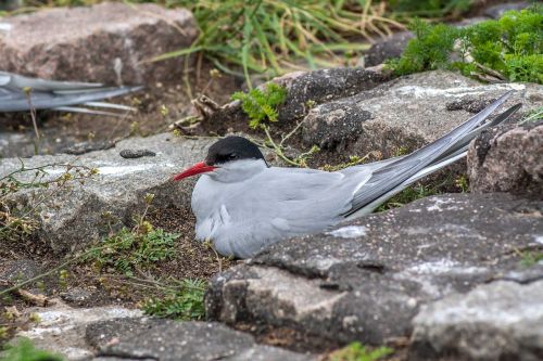 schwalbe bird arctic tern