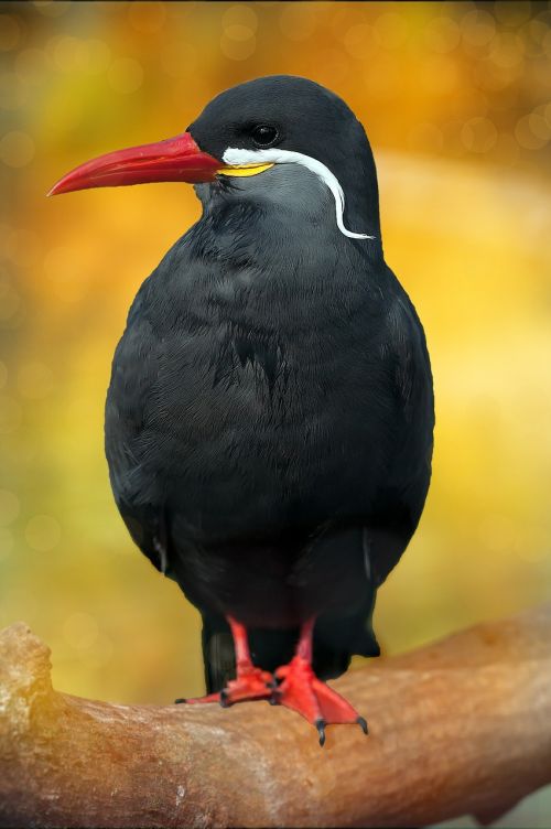 schwalbe inca tern black