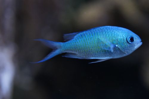 schwalbenschwänzchen fish light blue