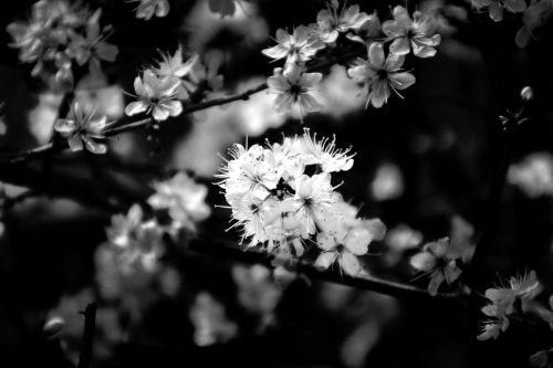 Black And White Flower Picture
