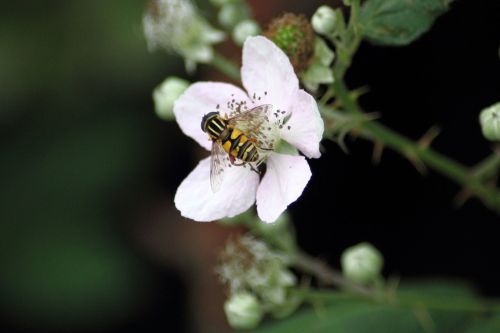 schwebfiege fly on flower white blossom