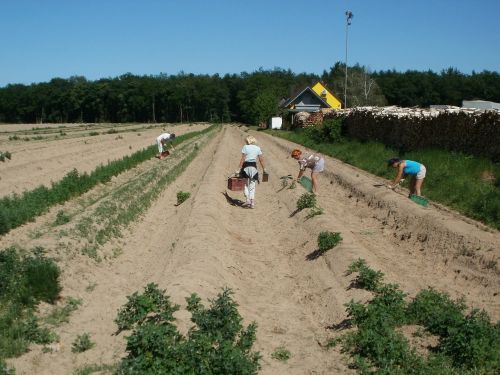 schwetzingen asparagus harvest