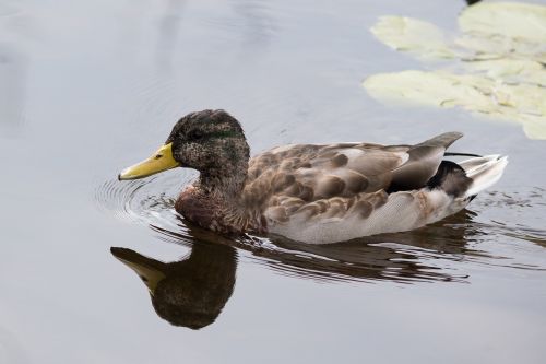 schwimmvogel duck water bird