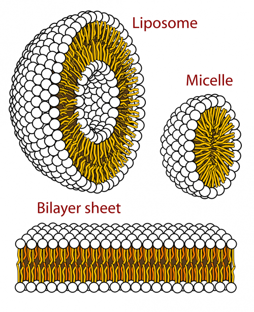 science biology solution