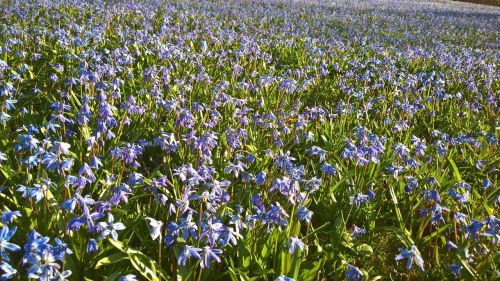 scilla blue flowers