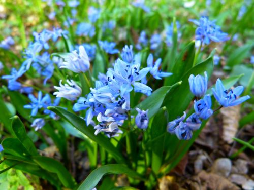 scilla blue star flower