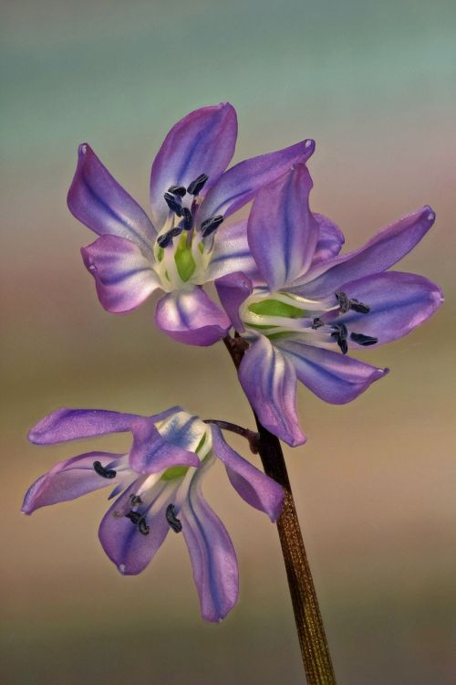 scilla flowers blue