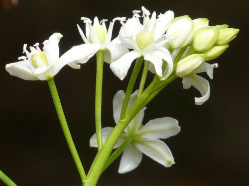 scilla flower blossom