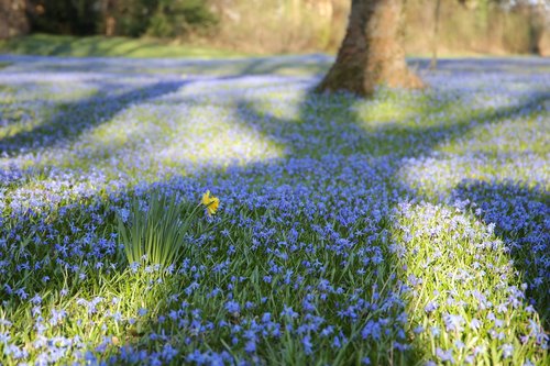 scilla  spring flower  blue wonder