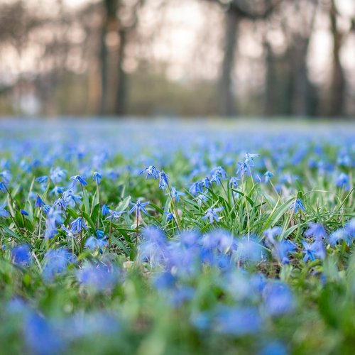 scilla siberica  scilla  flower