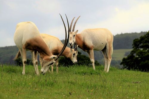 scimitar oryx antelope wildlife