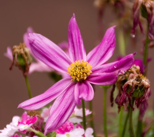 scmuckblume flower purple