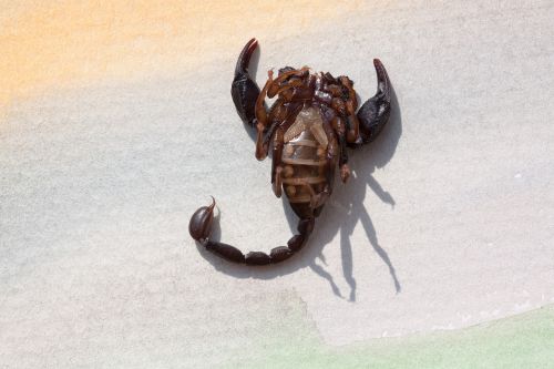 scorpio androctonus crassicauda soffit