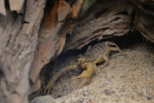 scorpio  desert  arthropod