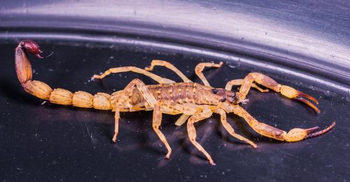 scorpio arachnid brown