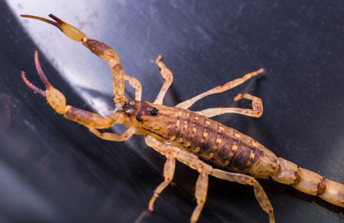 scorpio arachnid brown