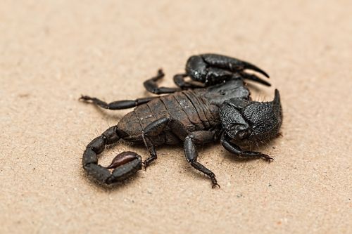 scorpion arachnid venomous