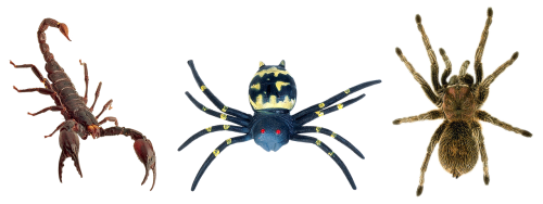 scorpion spiders tarantula