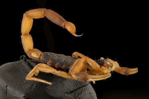 scorpion striped bark mounted