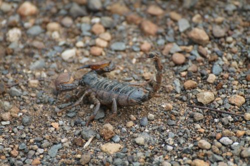 scorpion insects africa