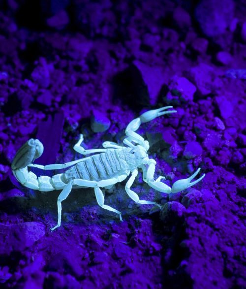 scorpion wildlife wild