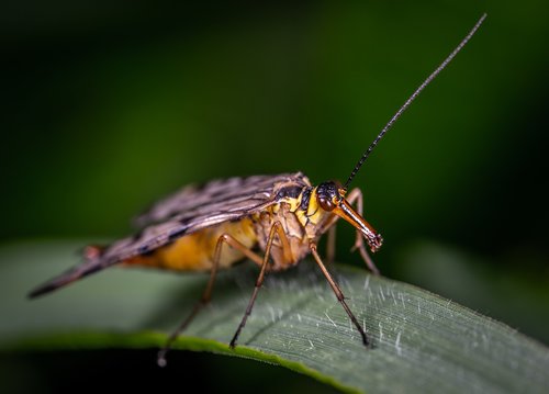 scorpionica  macro  insect
