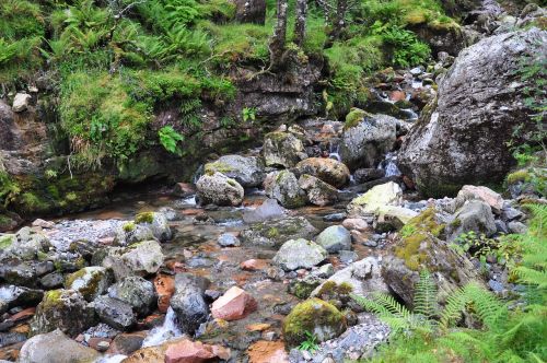 scotland hidden valley ballachulish plants