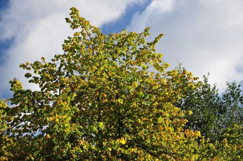 scotland tree nature