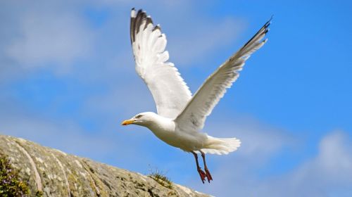 scotland st andrews seagull