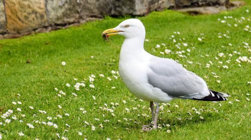 scotland st andrews seagull
