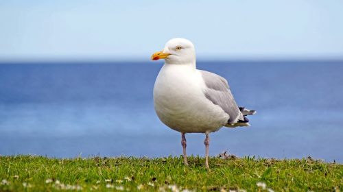 scotland st andrews seagull
