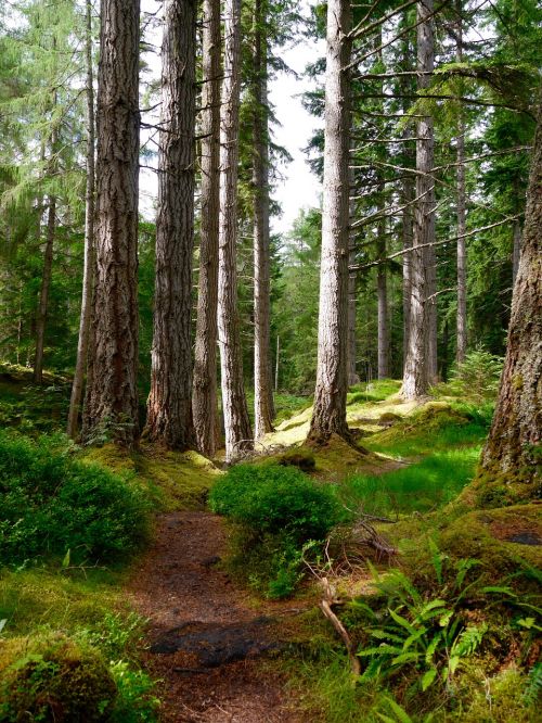 scotland trees nature