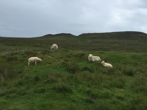 scotland grass sheep