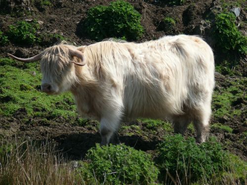 scotland mountains cow
