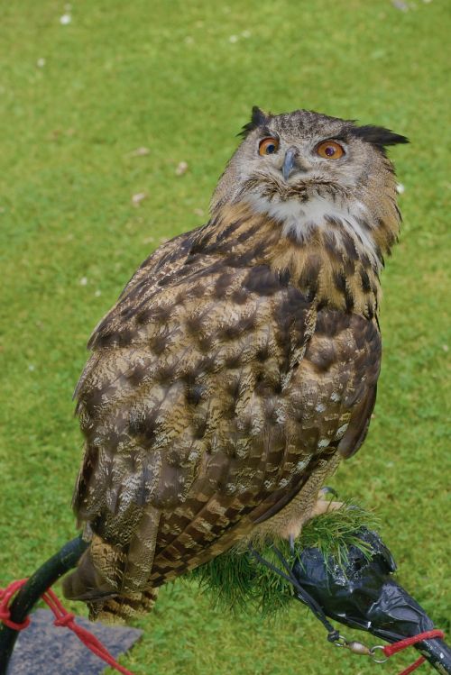 scotland owl bird