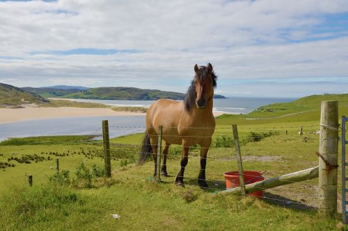 scotland horses landscape