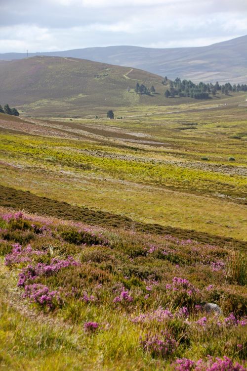 scotland landscape meadow