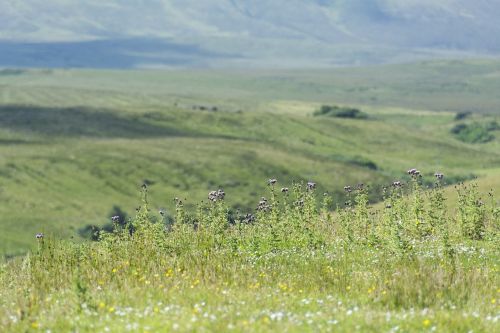 scotland meadow landscape
