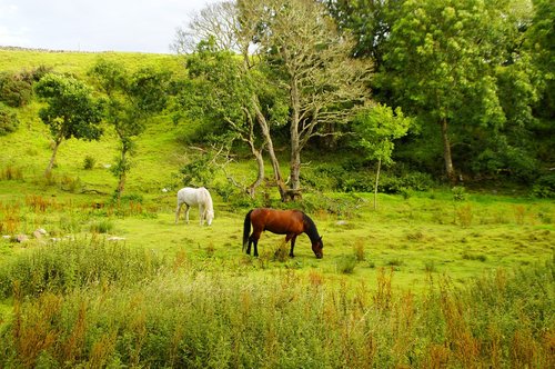 scotland  landscape  nature